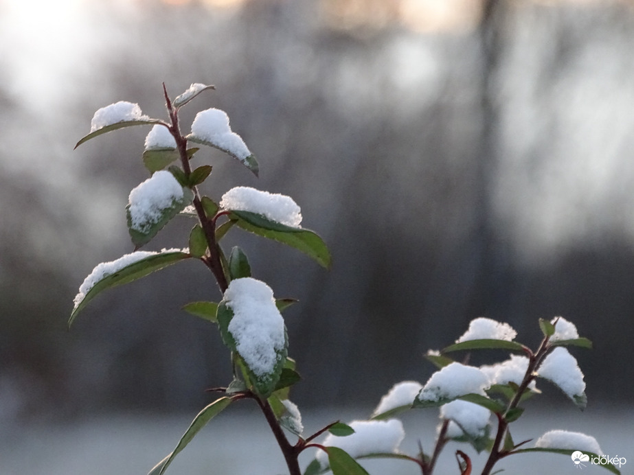 Hódmezővásárhely 