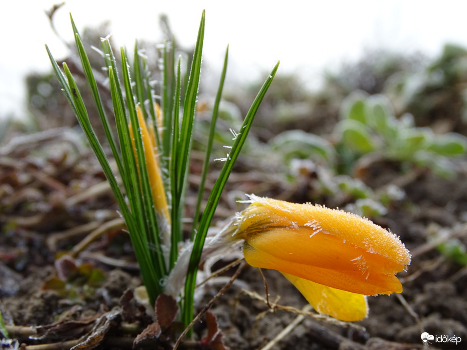 Hódmezővásárhely 