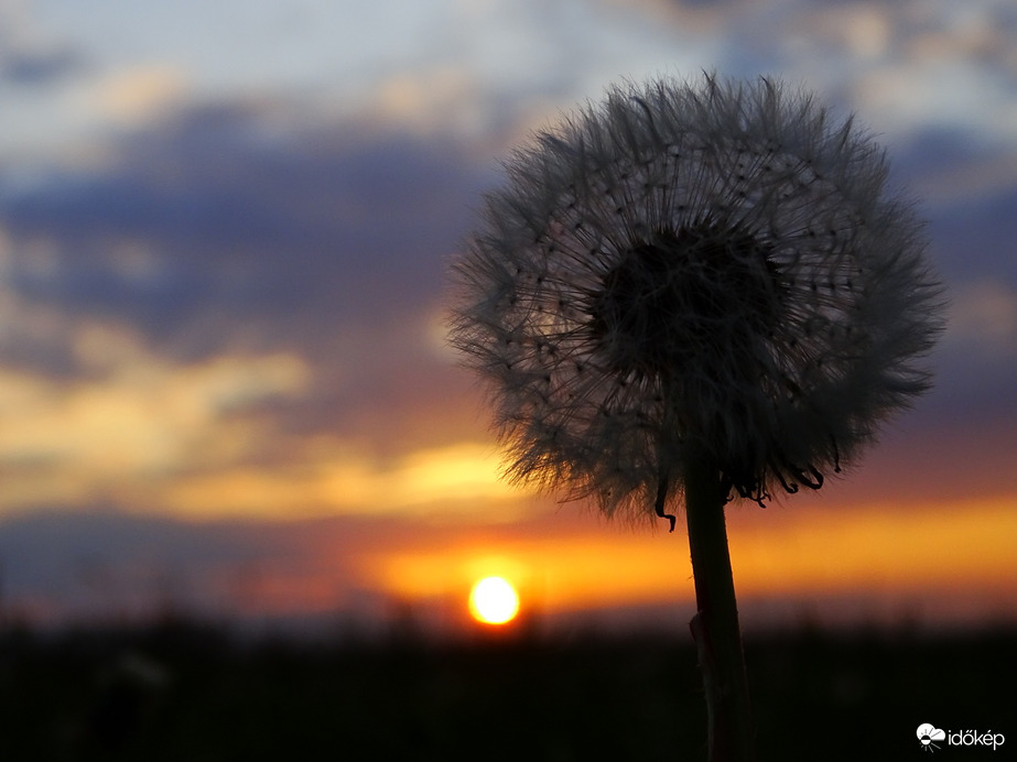 Hódmezővásárhely 