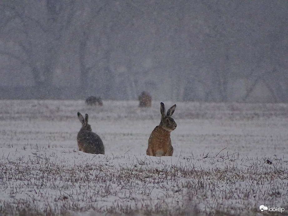 Hódmezővásárhely 