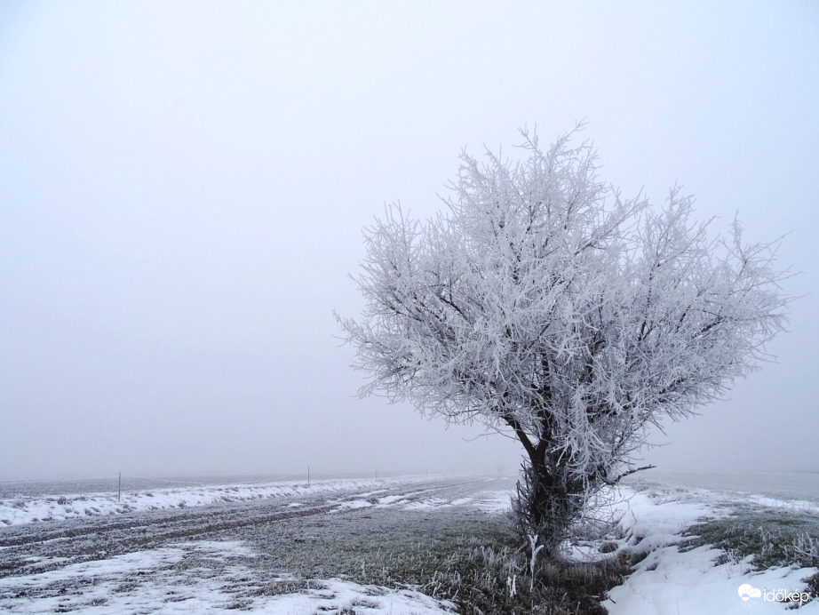 Hódmezővásárhely 