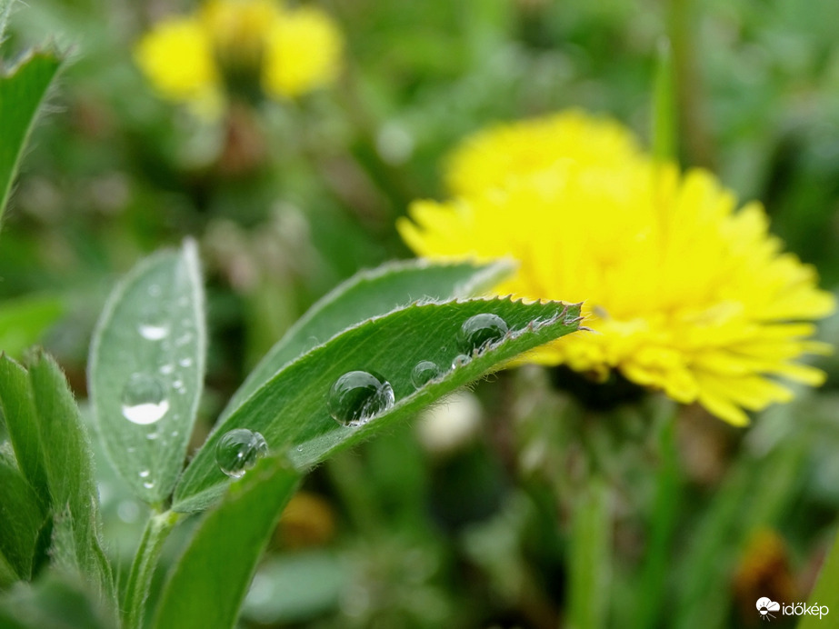 Hódmezővásárhely 
