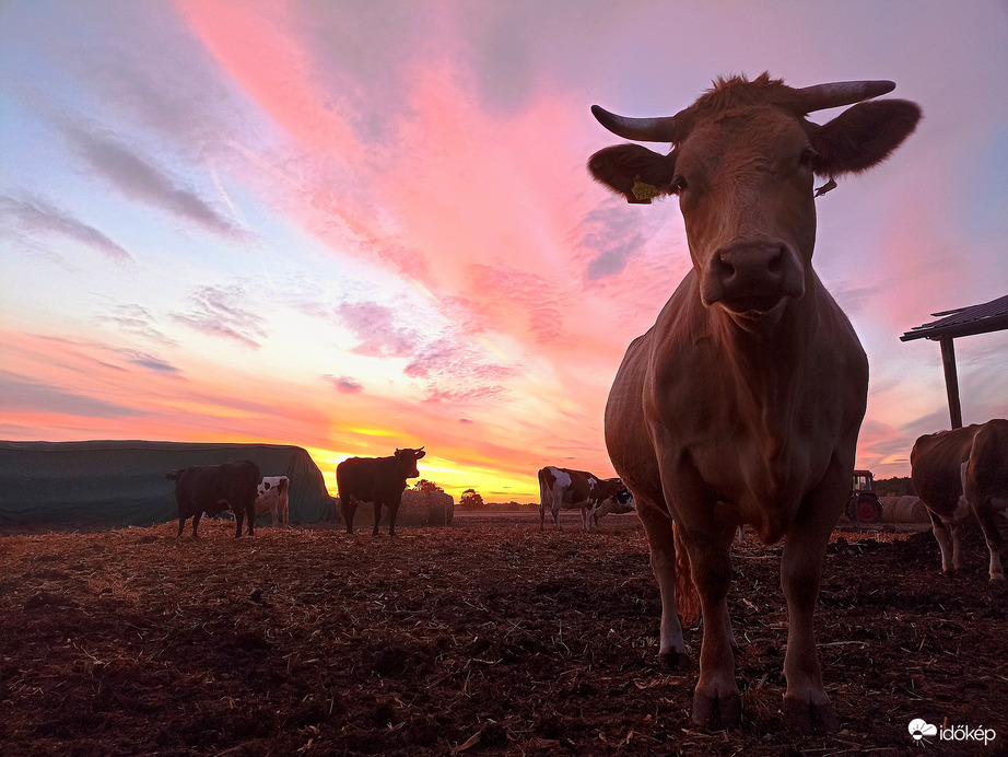 Hódmezővásárhely 