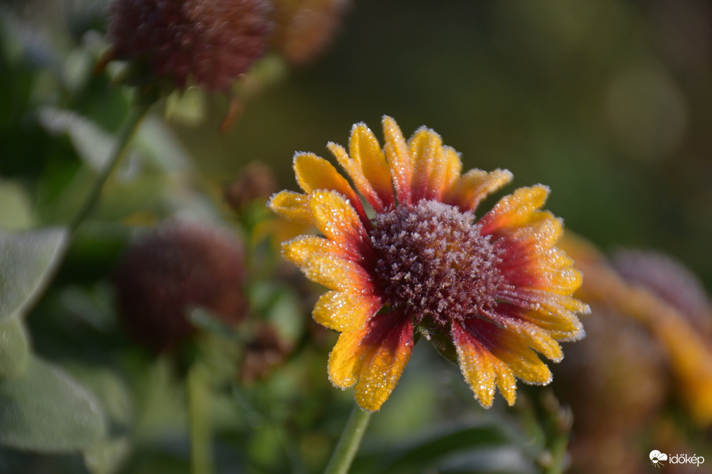 Hódmezővásárhely 