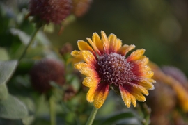 Hódmezővásárhely 