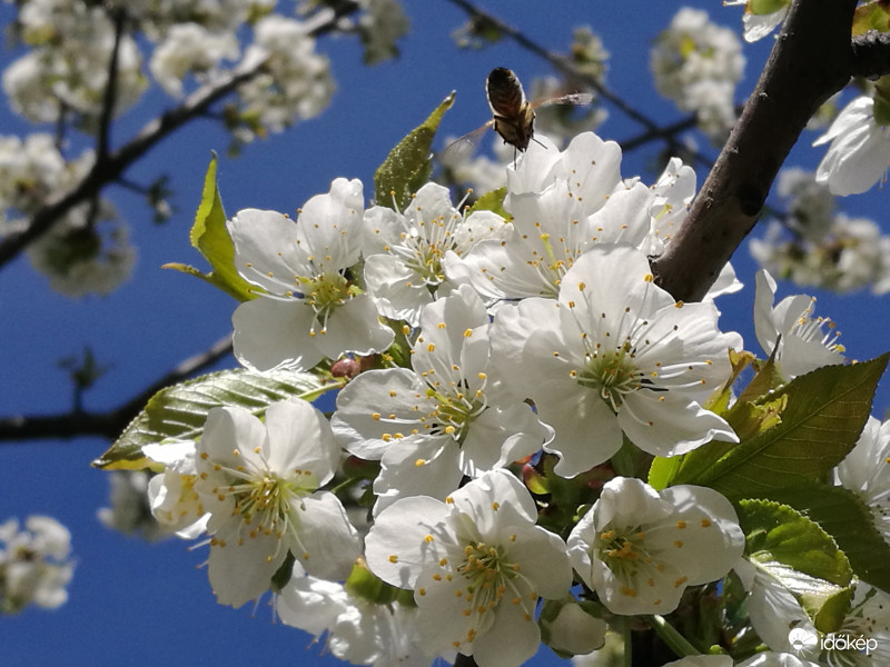 Virágzó cseresznyefa dolgos látogatóval
