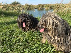 Budapest XVIII.ker - Pestszentimre