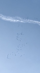 Nagy vonulás. Csodacsapat. 