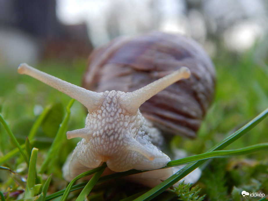 Csigabiga gyere ki...