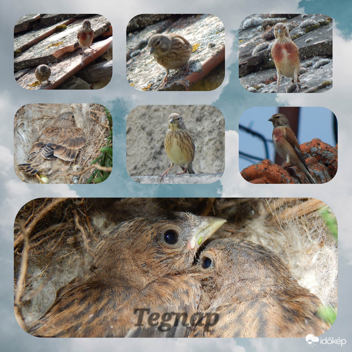 Kenderikék fészek elhagyása