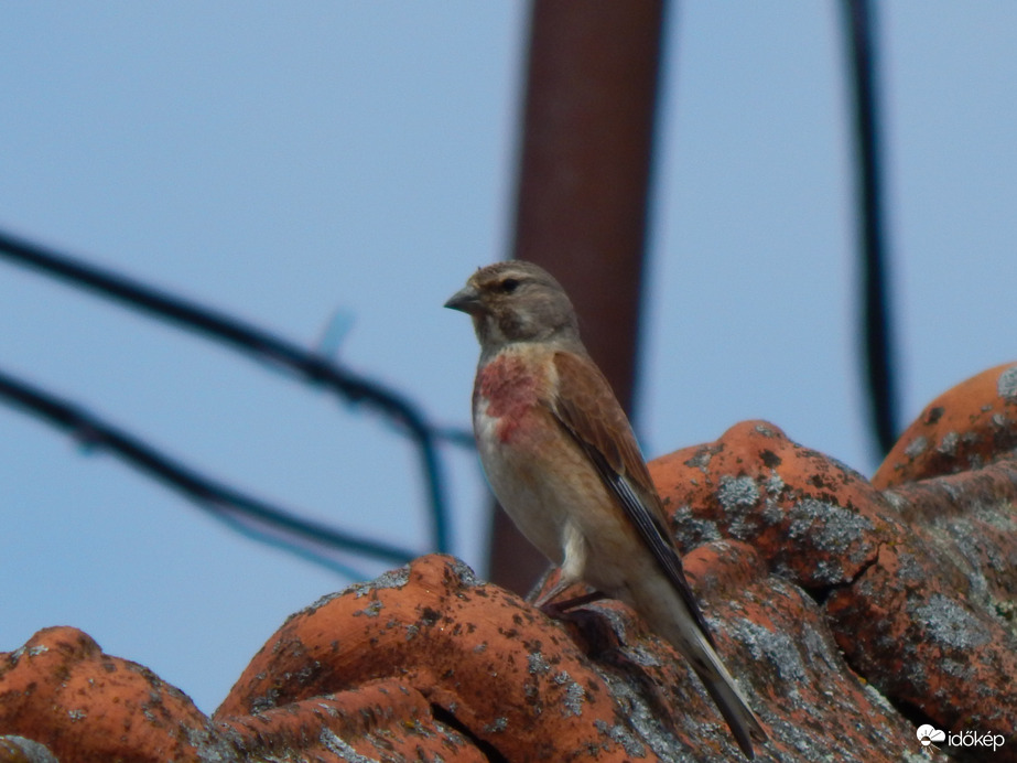 Rozsdásfarkú veréb