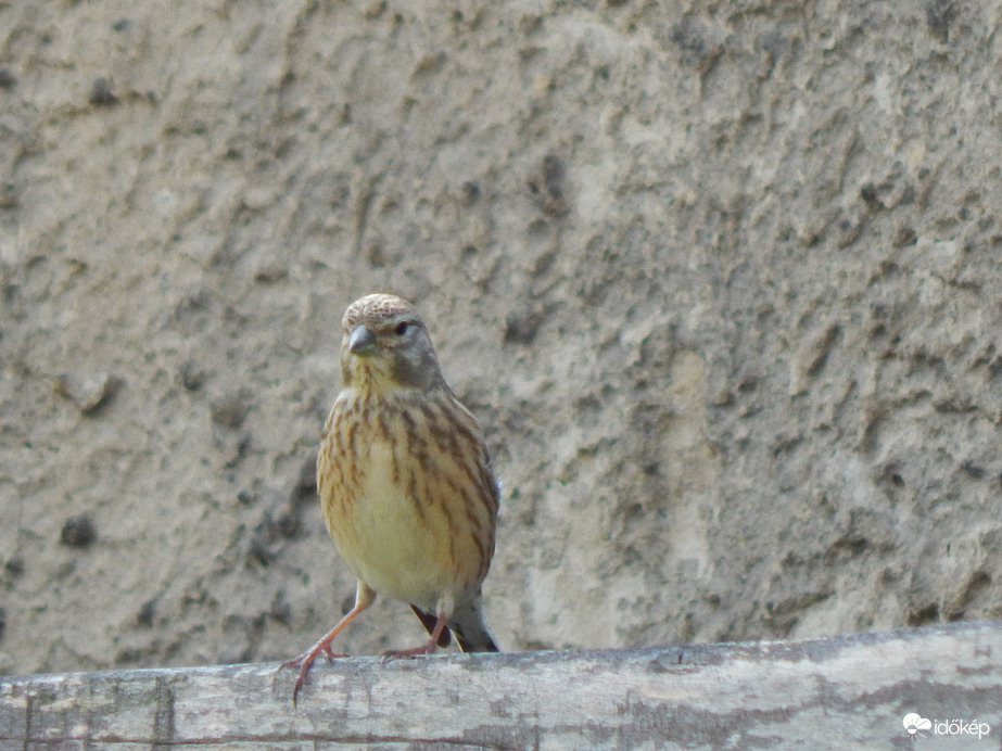 Rozsdásfarkú veréb