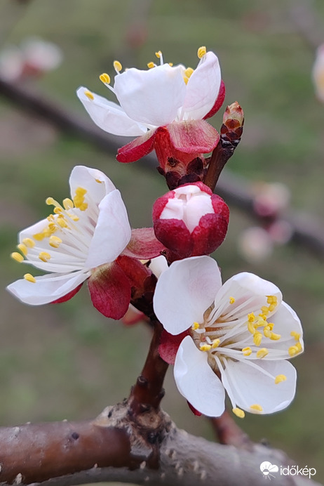 Virágzik a sárgabarack 