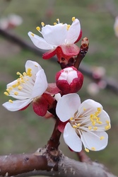 Virágzik a sárgabarack 