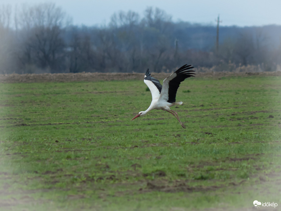 Fehér gólya - Csongrád külterület