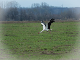 Fehér gólya - Csongrád külterület