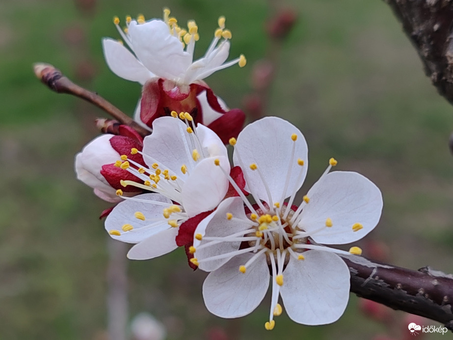 Virágzik a sárgabarack 