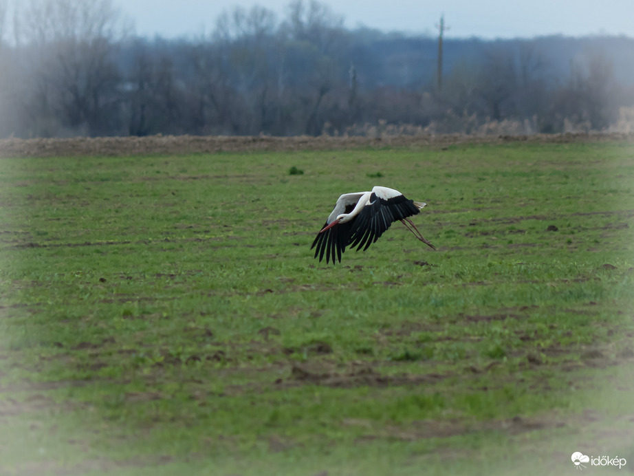 Fehér gólya - Csongrád külterület