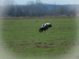 Fehér gólya - Csongrád külterület
