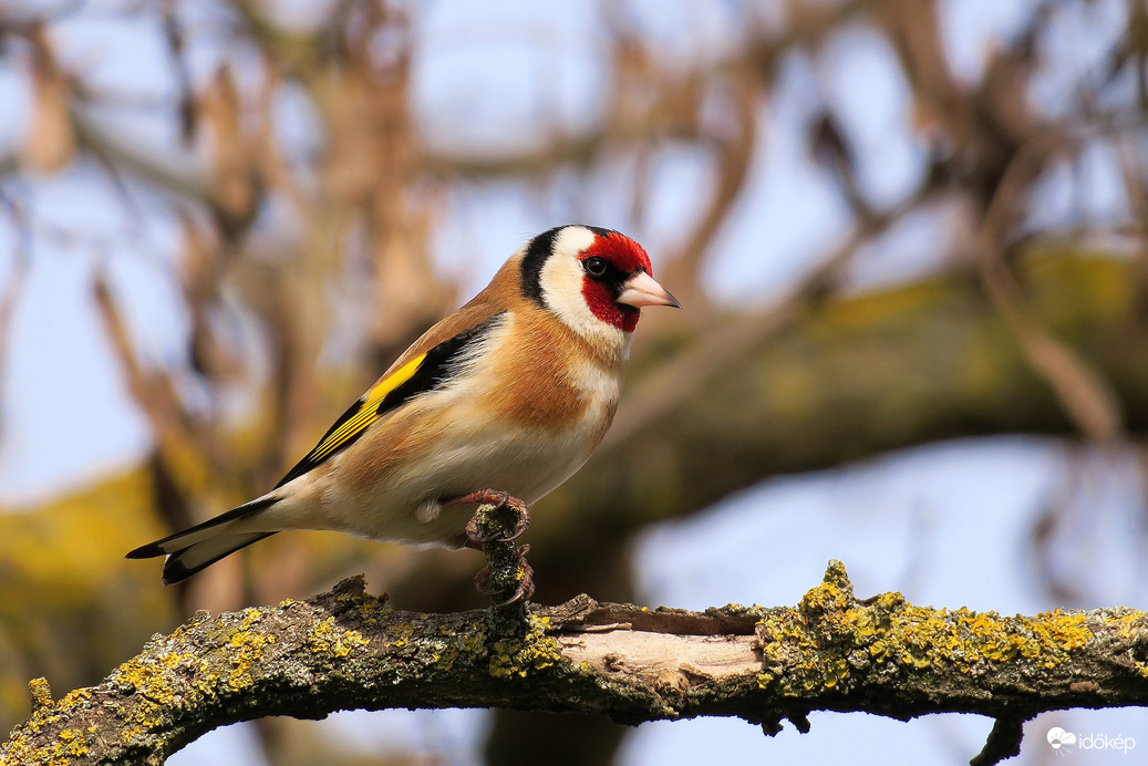 Tengelic élvezi a napsütést
