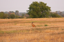 Tapsika