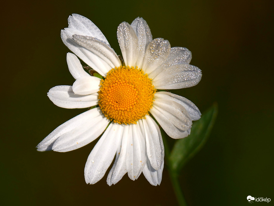 Harmat cseppes szirmok