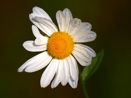 Harmat cseppes szirmok