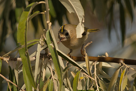 Sárgafejű királyka pókot ebédel