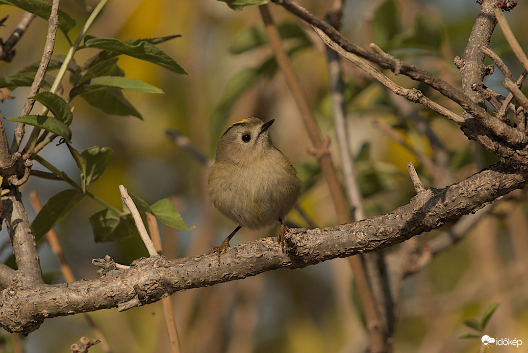 Sárgafejű királyka 