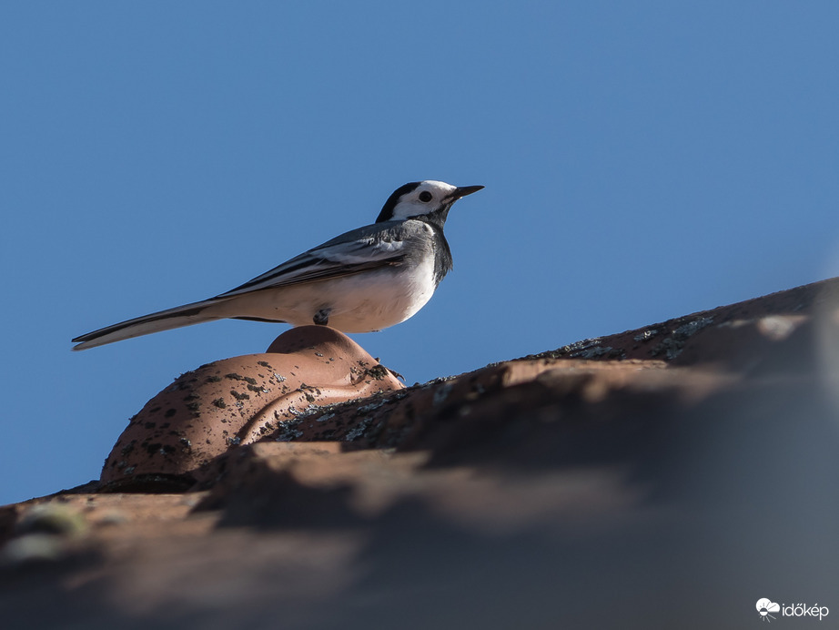 Barázdabillegető 2026.03.01.