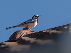 Barázdabillegető 2026.03.01.