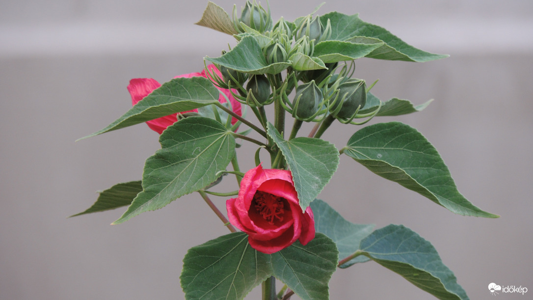 Hibiszkusz