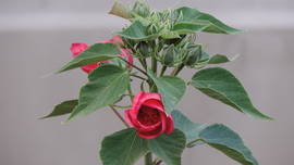 Hibiszkusz