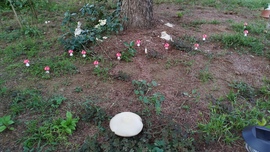 Kakukktojás  .