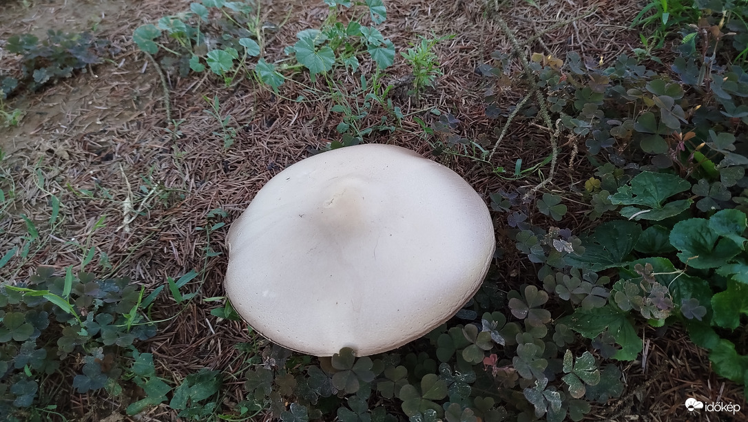 Kakukktojás  .
