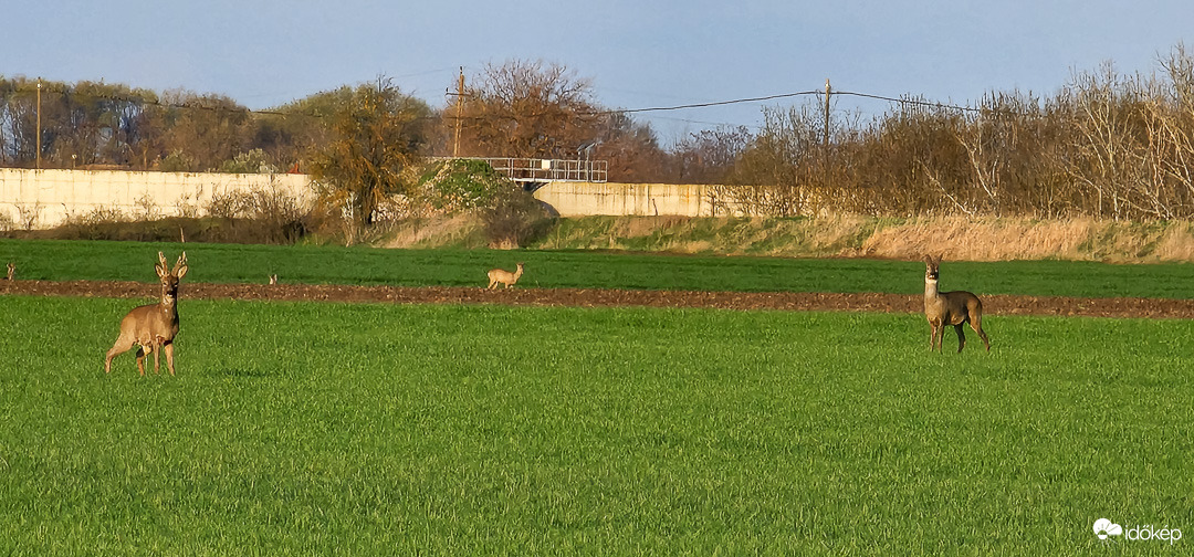 Megmondtam hogy Te menj LEGELŐRE!