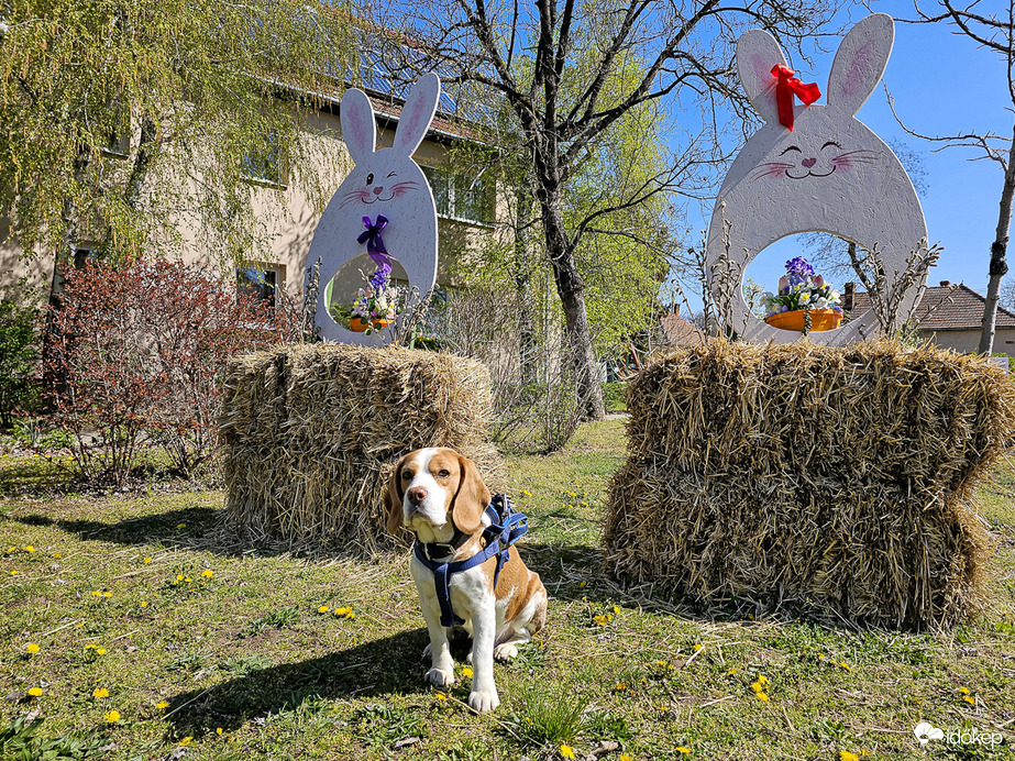 Szigorú minőségellenőrzés a Nyuszi-Gyárban!