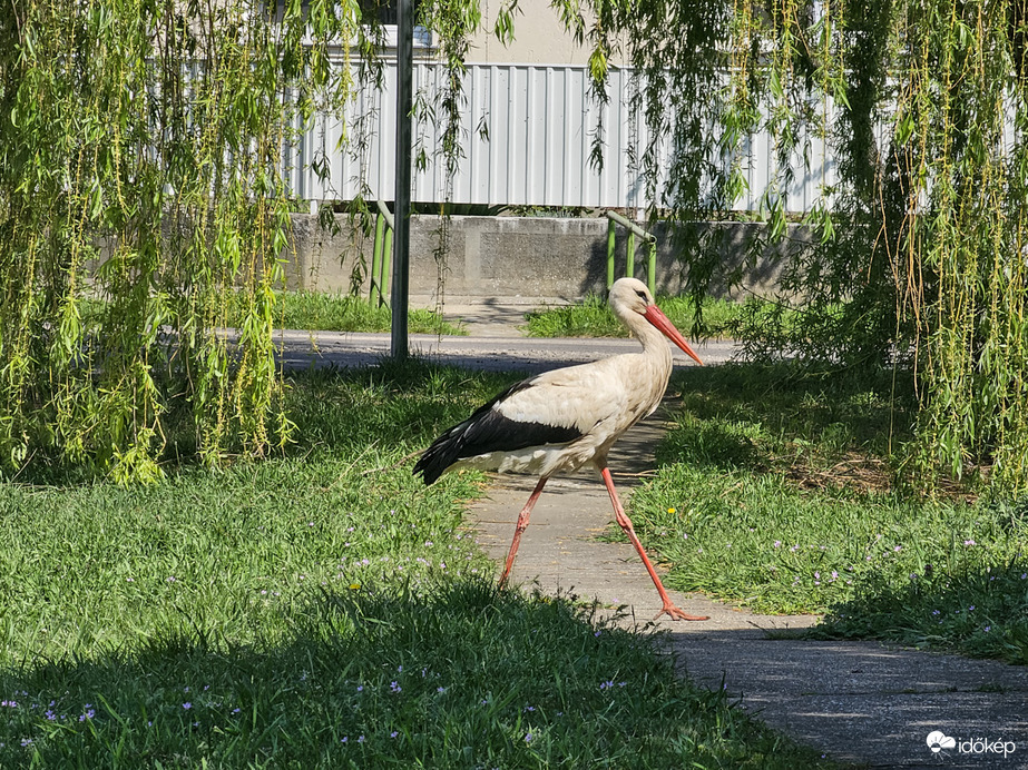 Kecses léptekkel a hétvége felé.