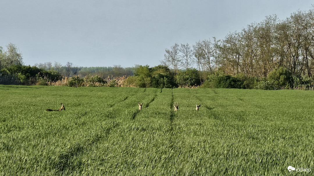 Szépen kelnek az „őzek” is... 