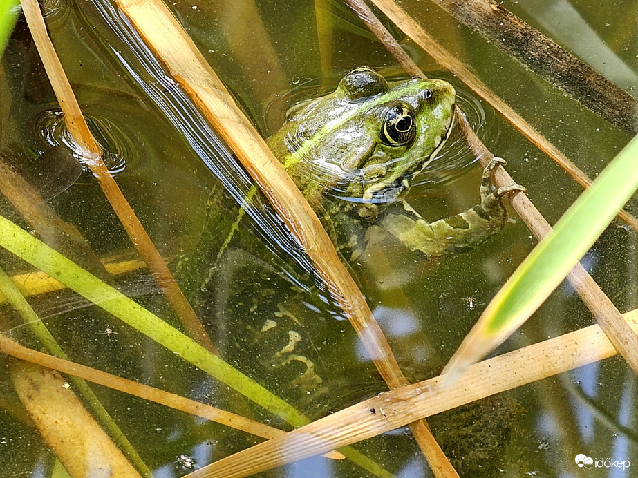 Tikkasztó meleget csak a vizben lehet kibirni