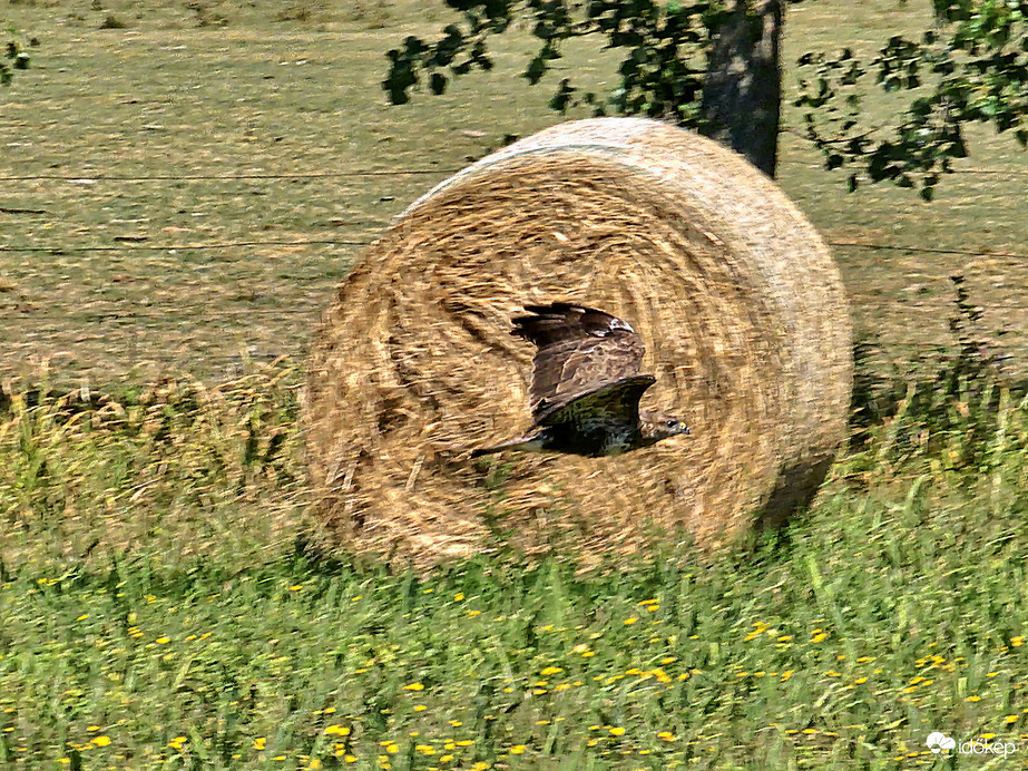 Ölyv