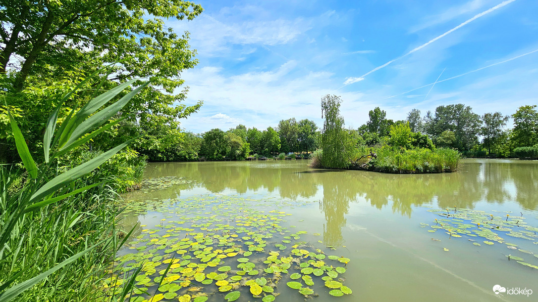 Vízitök mező a tó öblében