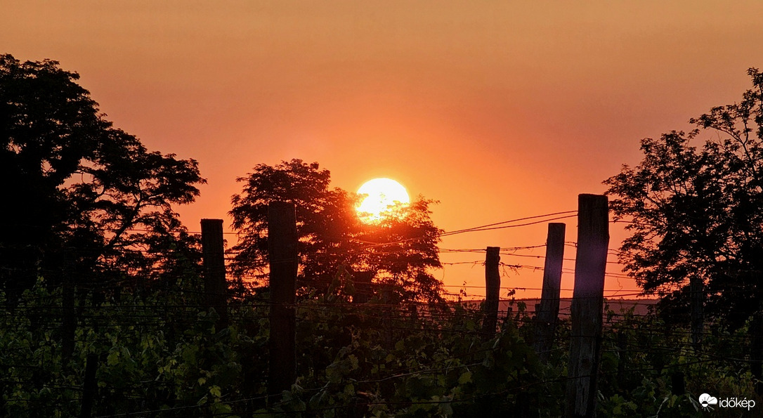 Szőlőhegyről 06.13.