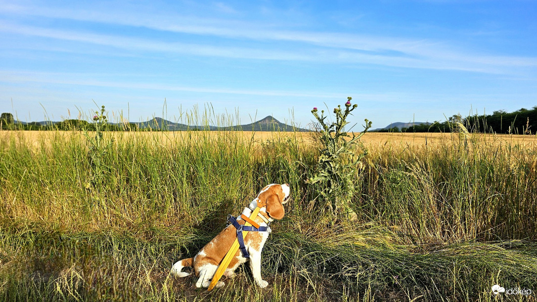 Te szúrós vagy, mindjárt lekaszabollak!