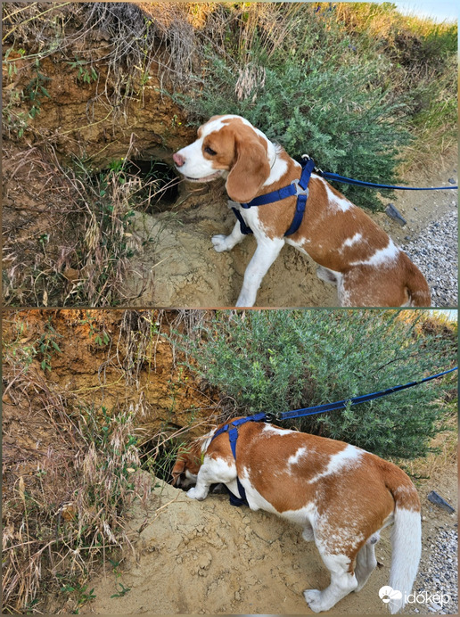 Ürgelyuknál rókalyuk