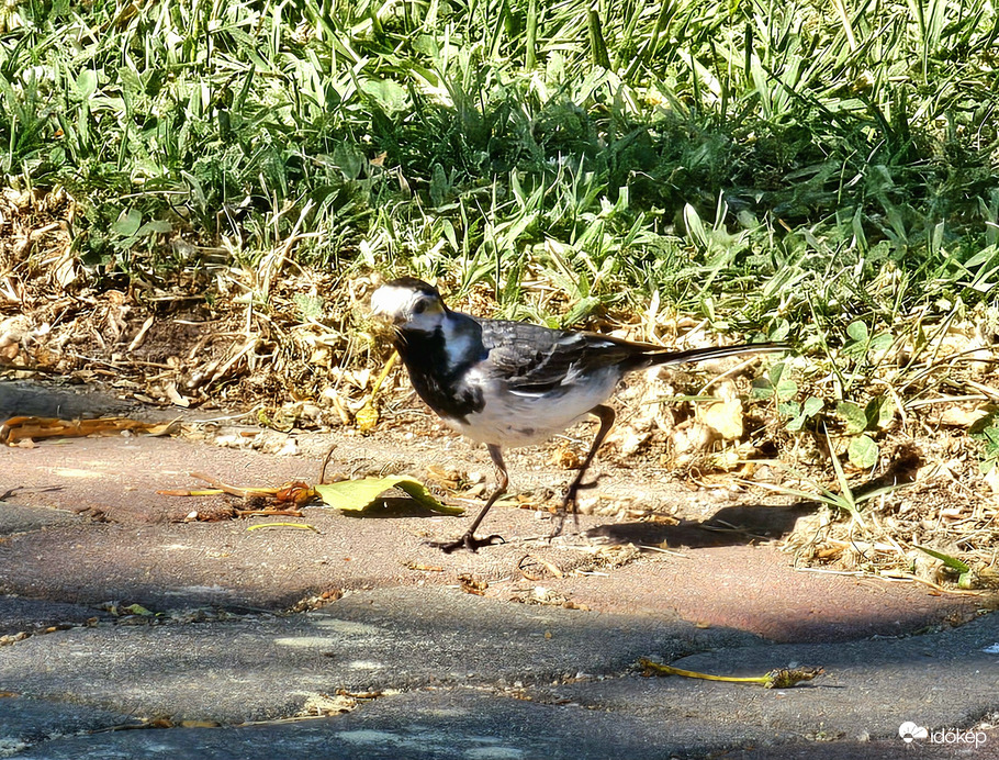 Idén a szakáll a divat