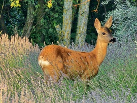 Bambi a levendulásban