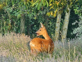 Itt vagyok