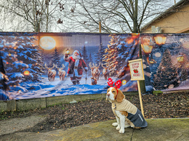 Békés, Boldog Karácsonyt Kívánunk Mindenkinek!