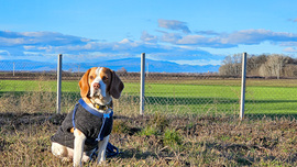 Kisütött a nap. Ugye Maci?